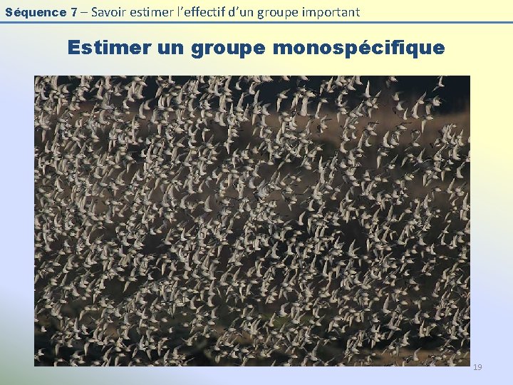 Séquence 7 – Savoir estimer l’effectif d’un groupe important Estimer un groupe monospécifique 19 Séquence 7 – Savoir estimer l’effectif d’un groupe important Estimer un groupe monospécifique 19