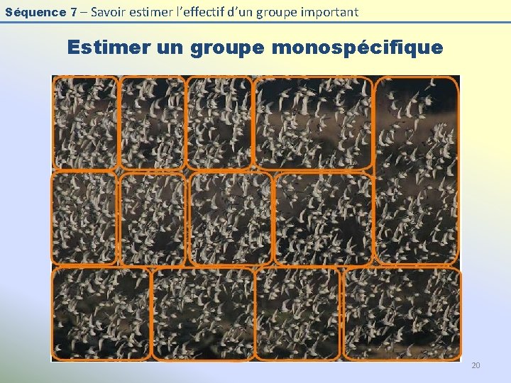 Séquence 7 – Savoir estimer l’effectif d’un groupe important Estimer un groupe monospécifique 20