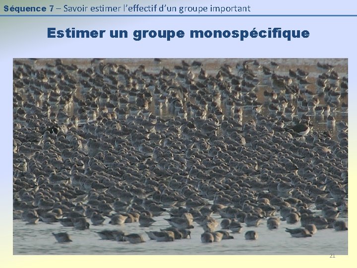 Séquence 7 – Savoir estimer l’effectif d’un groupe important Estimer un groupe monospécifique 21 Séquence 7 – Savoir estimer l’effectif d’un groupe important Estimer un groupe monospécifique 21