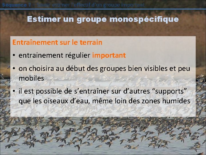 Séquence 7 – Savoir estimer l’effectif d’un groupe important Estimer un groupe monospécifique Entraînement