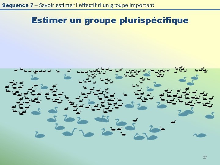 Séquence 7 – Savoir estimer l’effectif d’un groupe important Estimer un groupe plurispécifique 27