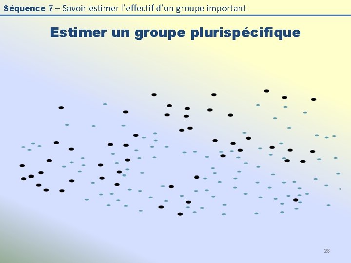 Séquence 7 – Savoir estimer l’effectif d’un groupe important Estimer un groupe plurispécifique 28