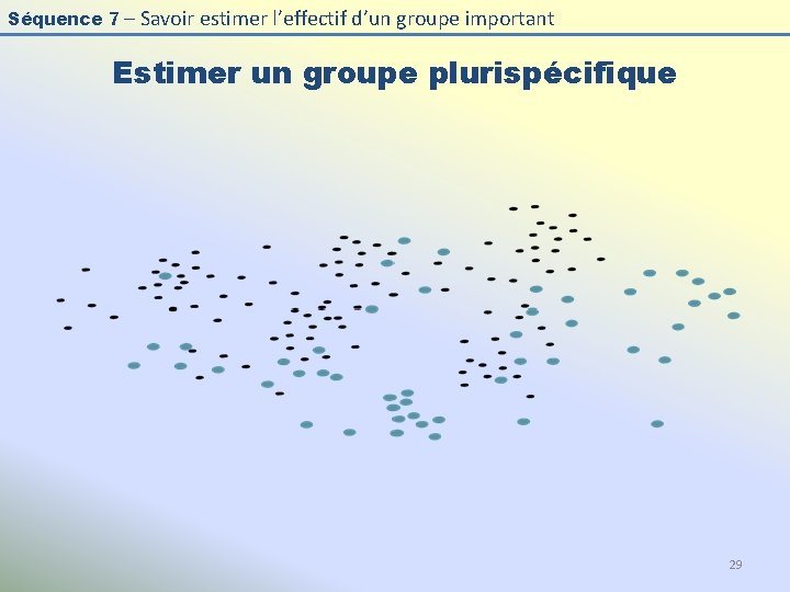 Séquence 7 – Savoir estimer l’effectif d’un groupe important Estimer un groupe plurispécifique 29