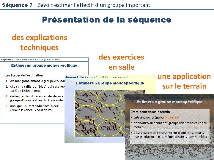 Séquence 7 – Savoir estimer l’effectif d’un groupe important Présentation de la séquence des Séquence 7 – Savoir estimer l’effectif d’un groupe important Présentation de la séquence des
