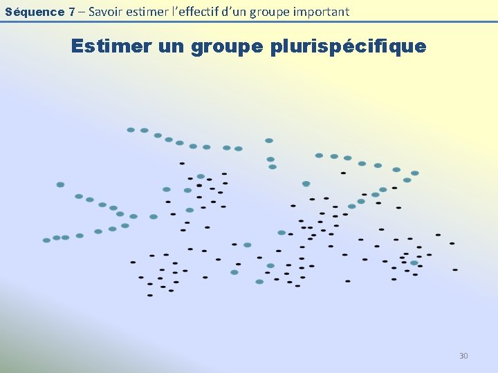 Séquence 7 – Savoir estimer l’effectif d’un groupe important Estimer un groupe plurispécifique 30