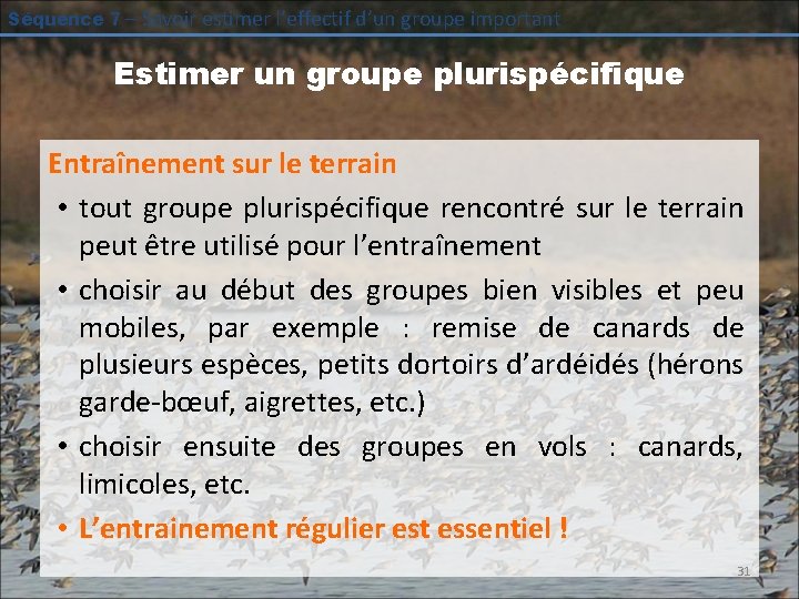 Séquence 7 – Savoir estimer l’effectif d’un groupe important Estimer un groupe plurispécifique Entraînement