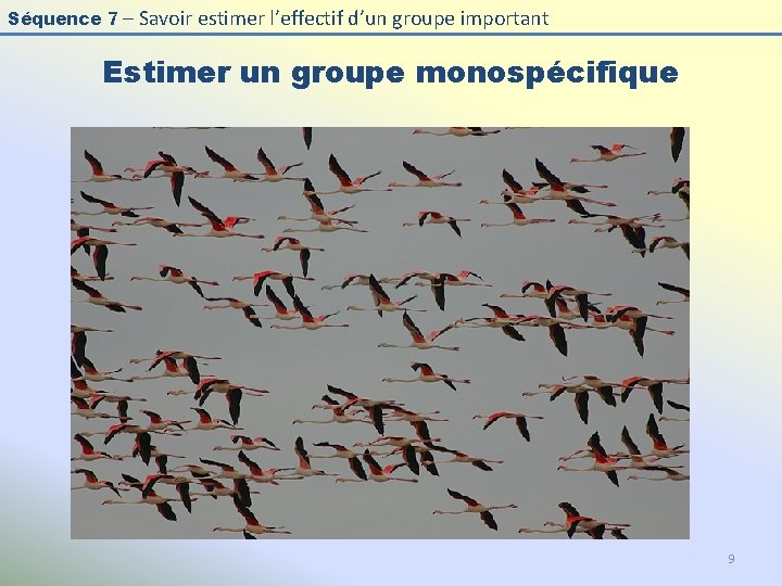 Séquence 7 – Savoir estimer l’effectif d’un groupe important Estimer un groupe monospécifique 9