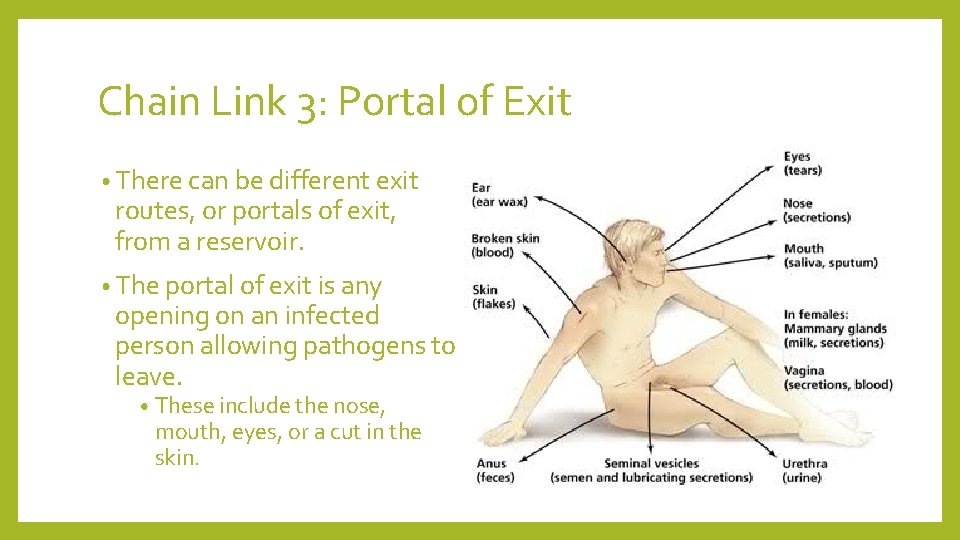 Chain Link 3: Portal of Exit • There can be different exit routes, or