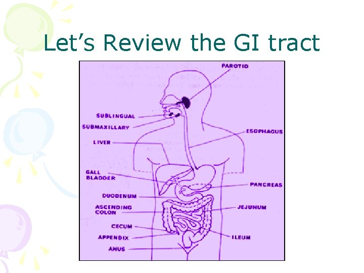 Let’s Review the GI tract Let’s Review the GI tract