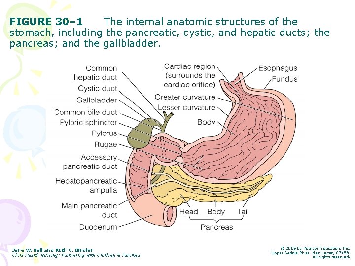 FIGURE 30– 1 The internal anatomic structures of the stomach, including the pancreatic, cystic,