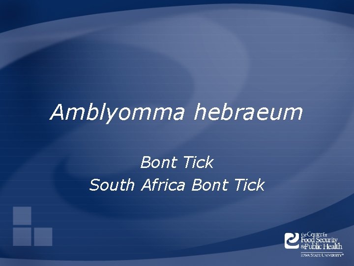Amblyomma hebraeum Bont Tick South Africa Bont Tick 