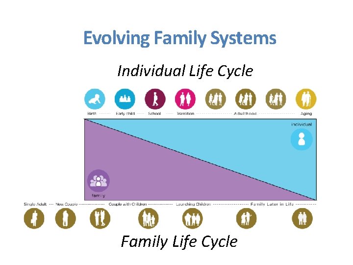 Evolving Family Systems Individual Life Cycle Family Life Cycle 