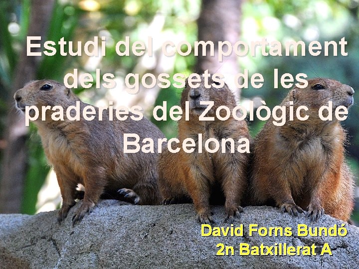 Estudi del comportament dels gossets de les praderies del Zoològic de Barcelona David Forns