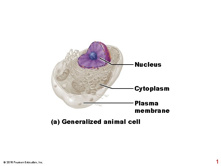 Nucleus Cytoplasm Plasma membrane (a) Generalized animal cell © 2018 Pearson Education, Inc. 1