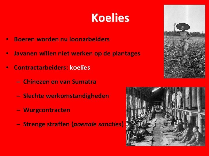 Koelies • Boeren worden nu loonarbeiders • Javanen willen niet werken op de plantages