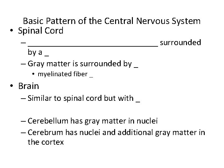Basic Pattern of the Central Nervous System • Spinal Cord – _______________ surrounded by Basic Pattern of the Central Nervous System • Spinal Cord – _______________ surrounded by