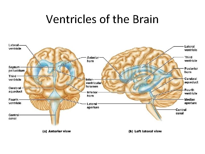 Ventricles of the Brain Ventricles of the Brain