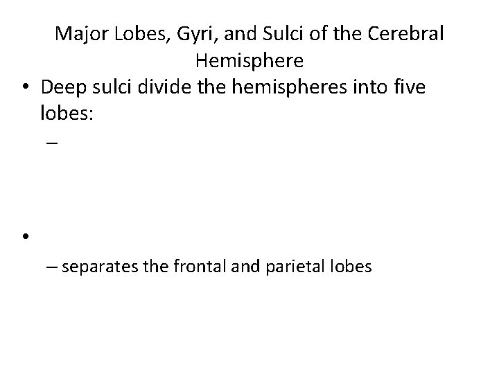 Major Lobes, Gyri, and Sulci of the Cerebral Hemisphere • Deep sulci divide the Major Lobes, Gyri, and Sulci of the Cerebral Hemisphere • Deep sulci divide the
