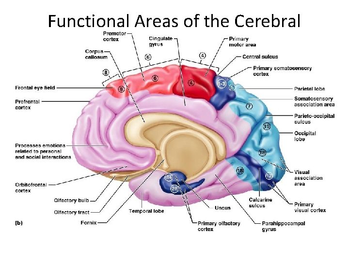 Functional Areas of the Cerebral Cortex Functional Areas of the Cerebral Cortex