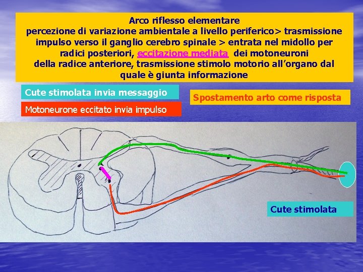 Arco riflesso elementare percezione di variazione ambientale a livello periferico> trasmissione impulso verso il