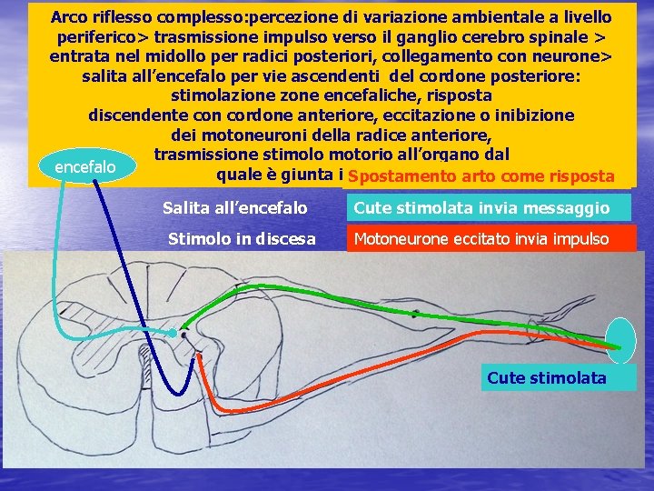 Arco riflesso complesso: percezione di variazione ambientale a livello periferico> trasmissione impulso verso il