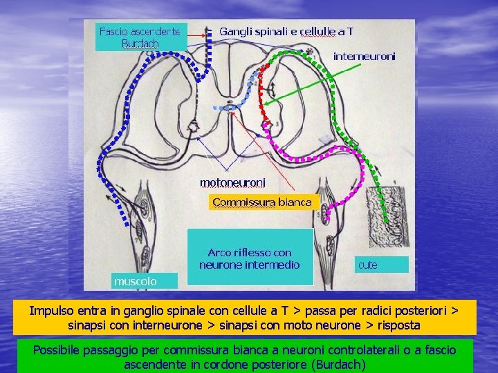 Impulso entra in ganglio spinale con cellule a T > passa per radici posteriori