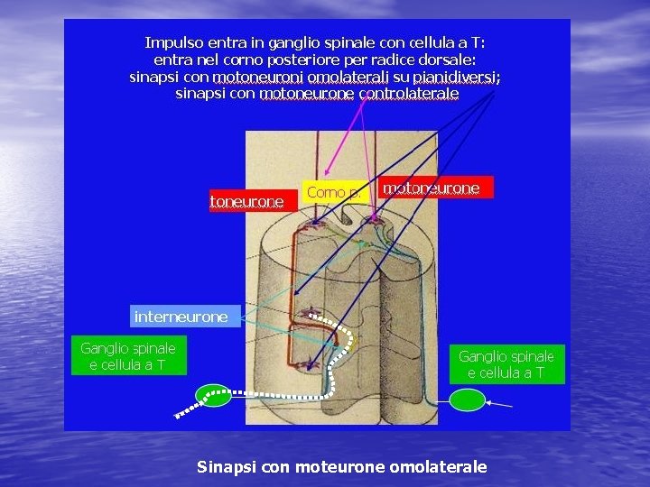 Sinapsi con moteurone omolaterale 