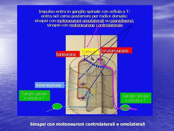 Sinapsi con motoneuroni controlaterali e omolaterali 