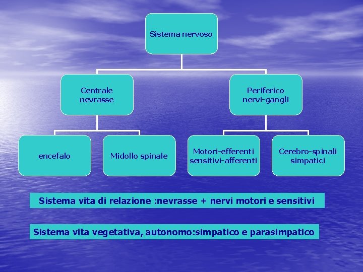 Sistema nervoso Centrale nevrasse encefalo Midollo spinale Periferico nervi-gangli Motori-efferenti sensitivi-afferenti Cerebro-spinali simpatici Sistema