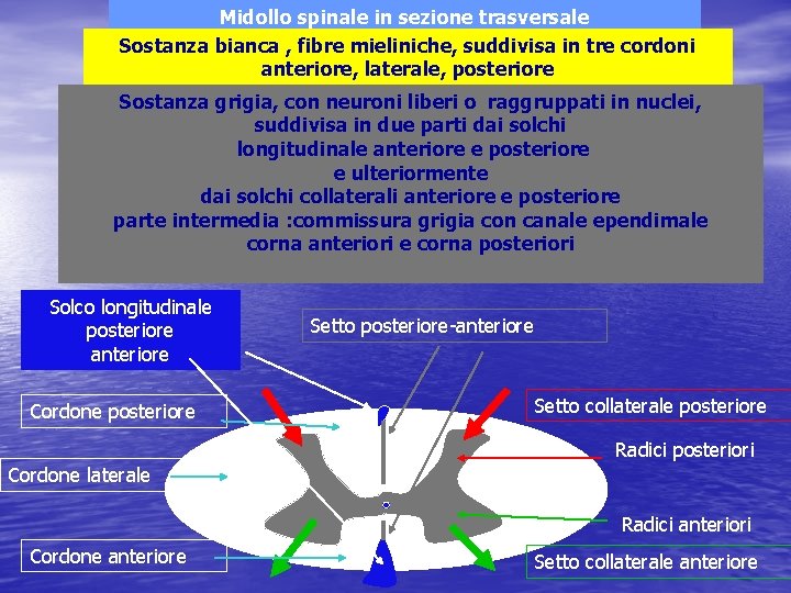 Midollo spinale in sezione trasversale Sostanza bianca , fibre mieliniche, suddivisa in tre cordoni Midollo spinale in sezione trasversale Sostanza bianca , fibre mieliniche, suddivisa in tre cordoni