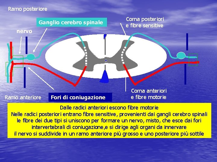 Ramo posteriore Ganglio cerebro spinale nervo Ramo anteriore Fori di coniugazione Corna posteriori e