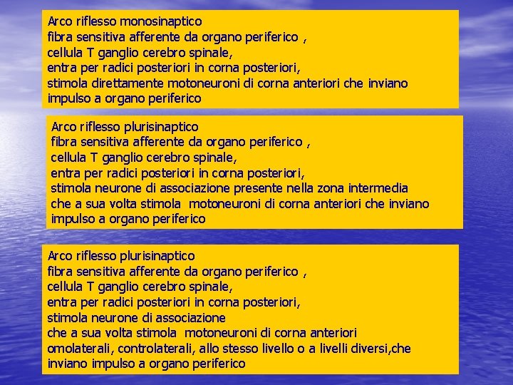 Arco riflesso monosinaptico fibra sensitiva afferente da organo periferico , cellula T ganglio cerebro Arco riflesso monosinaptico fibra sensitiva afferente da organo periferico , cellula T ganglio cerebro