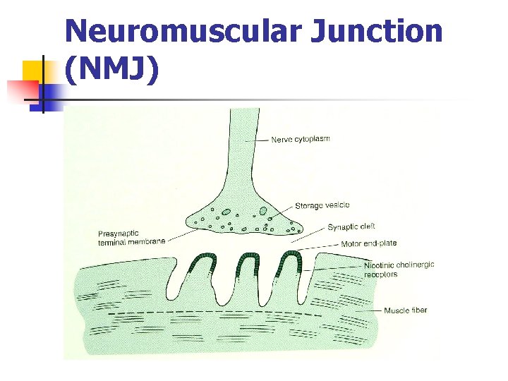 Neuromuscular Junction (NMJ) 