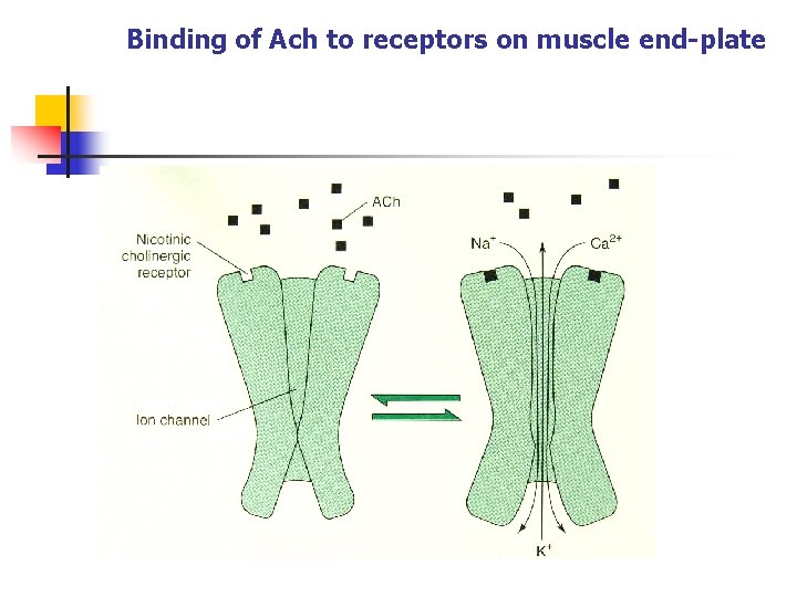 Binding of Ach to receptors on muscle end-plate 