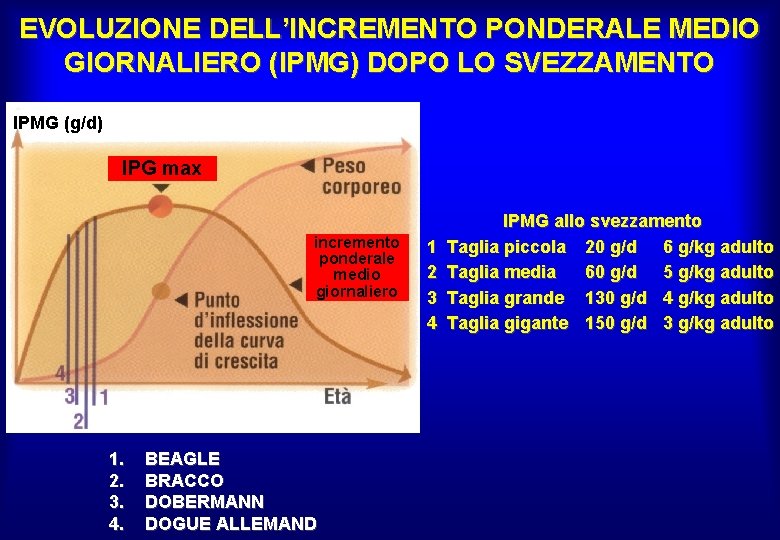 EVOLUZIONE DELL’INCREMENTO PONDERALE MEDIO GIORNALIERO (IPMG) DOPO LO SVEZZAMENTO IPMG (g/d) IPG max incremento