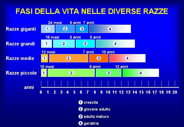 FASI DELLA VITA NELLE DIVERSE RAZZE 24 mesi Razze giganti 1 5 anni 7