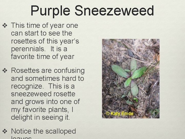 Purple Sneezeweed v This time of year one can start to see the rosettes