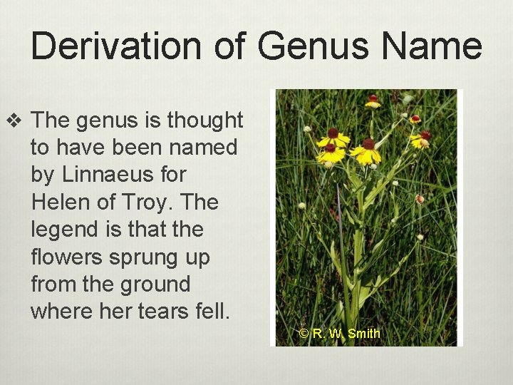 Derivation of Genus Name v The genus is thought to have been named by