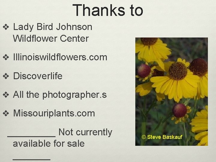 Thanks to v Lady Bird Johnson Wildflower Center v Illinoiswildflowers. com v Discoverlife v