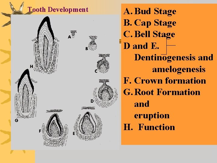 Tooth Development A. Bud Stage B. Cap Stage C. Bell Stage D and E.