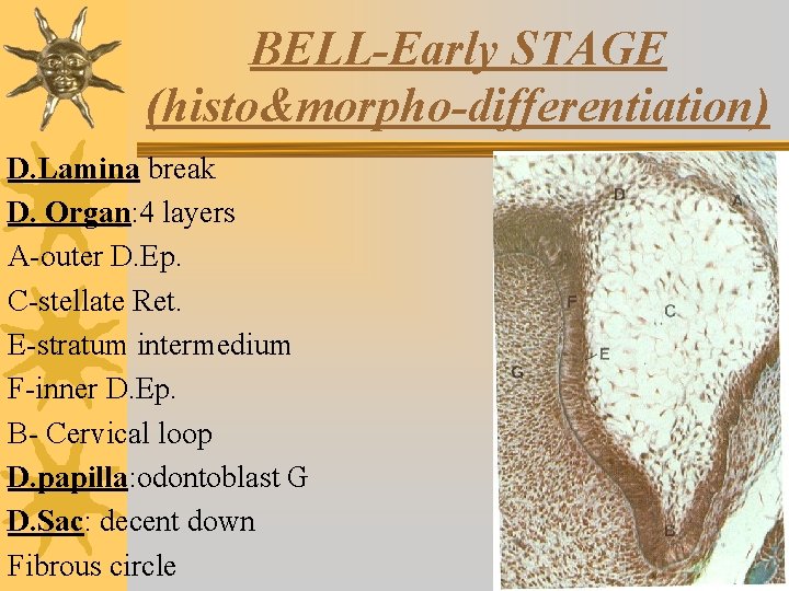 BELL-Early STAGE (histo&morpho-differentiation) D. Lamina break D. Organ: 4 layers A-outer D. Ep. C-stellate