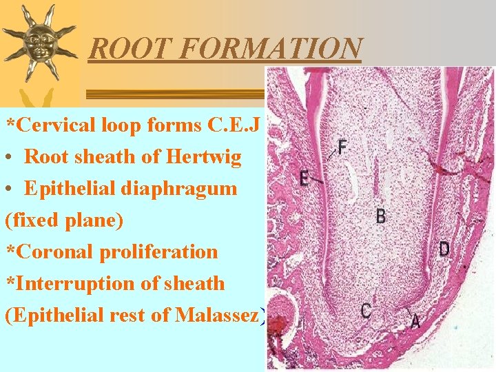 ROOT FORMATION *Cervical loop forms C. E. J • Root sheath of Hertwig •