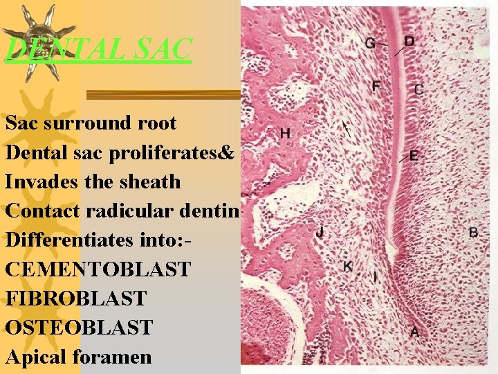 DENTAL SAC Sac surround root Dental sac proliferates& Invades the sheath Contact radicular dentin