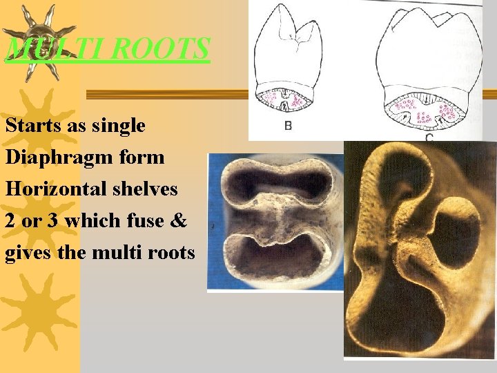 MULTI ROOTS Starts as single Diaphragm form Horizontal shelves 2 or 3 which fuse
