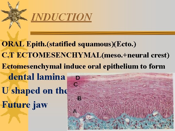 INDUCTION ORAL Epith. (statified squamous)(Ecto. ) C. T ECTOMESENCHYMAL(meso. +neural crest) Ectomesenchymal induce oral