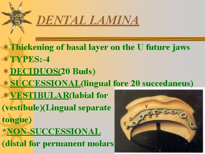 DENTAL LAMINA ¬Thickening of basal layer on the U future jaws ¬TYPES: -4 ¬DECIDUOS(20