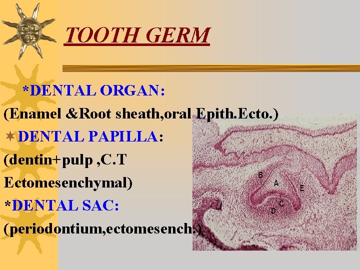 TOOTH GERM *DENTAL ORGAN: (Enamel &Root sheath, oral Epith. Ecto. ) ¬DENTAL PAPILLA: (dentin+pulp