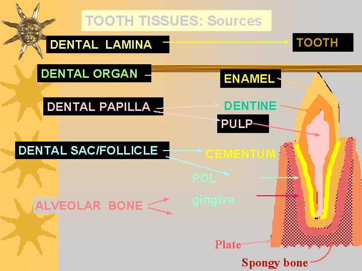 TOOTH TISSUES: Sources TOOTH DENTAL LAMINA DENTAL ORGAN ENAMEL DENTINE DENTAL PAPILLA PULP DENTAL