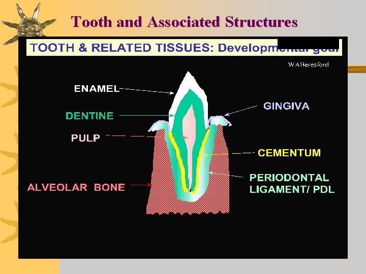 Tooth and Associated Structures 