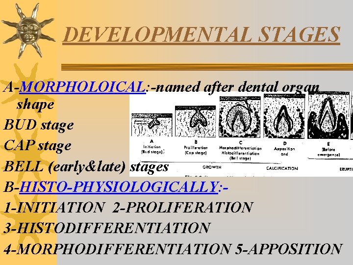DEVELOPMENTAL STAGES A-MORPHOLOICAL: -named after dental organ shape BUD stage CAP stage BELL (early&late)